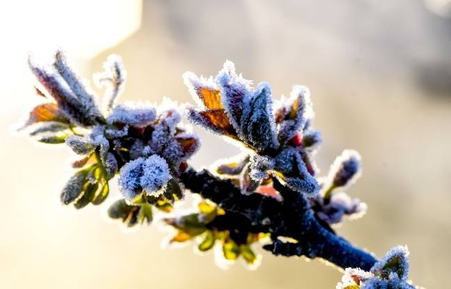 Tarn : Un arboriculteur en garde à vue après l’épisode des feux antigel toxiques dans des vergers