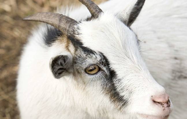 Loire-Atlantique: Interpellé alors qu’il s’apprêtait à voler deux boucs à Gétigné