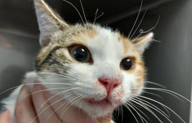 Nantes : Il frappe le chat de sa sœur à coups de marteau