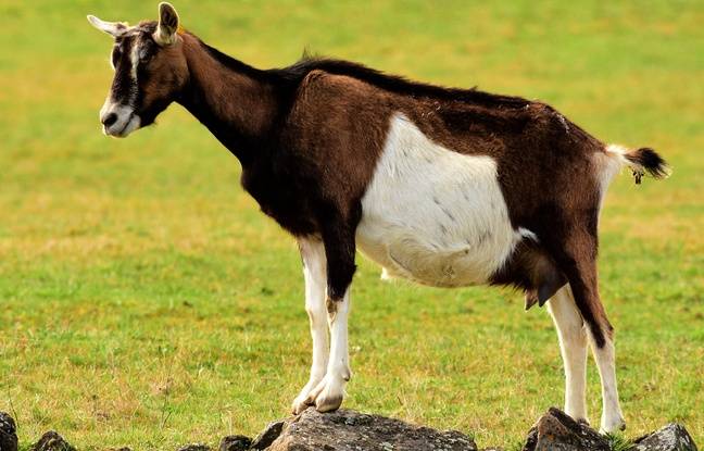 Seine-Saint-Denis : Un homme arrêté après avoir égorgé une chèvre à son domicile
