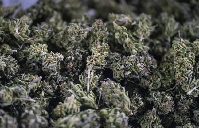 Bouches-du-Rhône : Trois tonnes de cannabis découvertes sous les tomates d’un camion au péage d’Arles