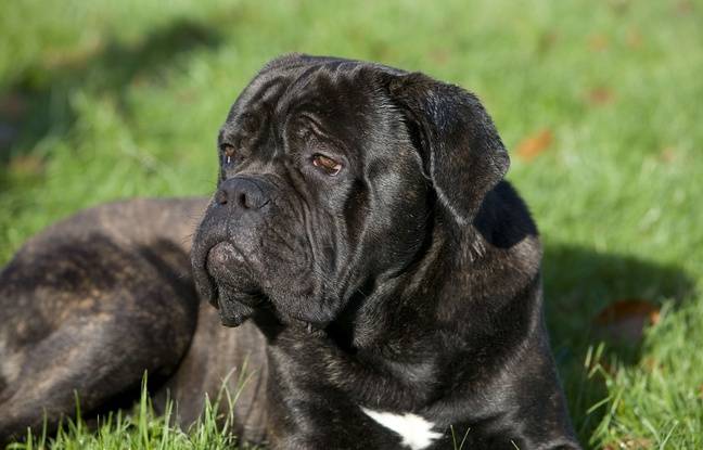 Manche : Un cambrioleur chassé d’une maison par un enfant de 10 ans et son chien