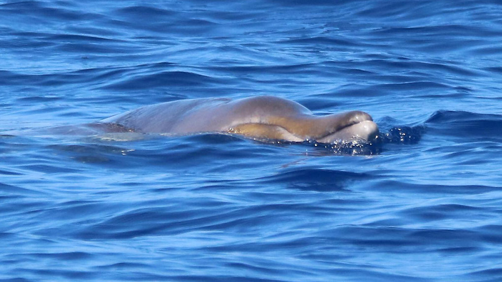 Landes : une baleine s’échoue avec 16 kilos de plastique dans l’estomac