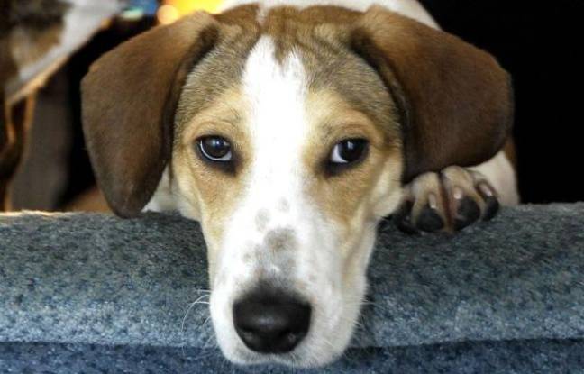 Finistère : Un chien sauve son maître d’un incendie