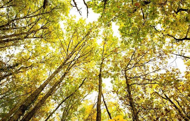 Etats-Unis : Portée disparue, elle vivait en réalité dans une tente en forêt