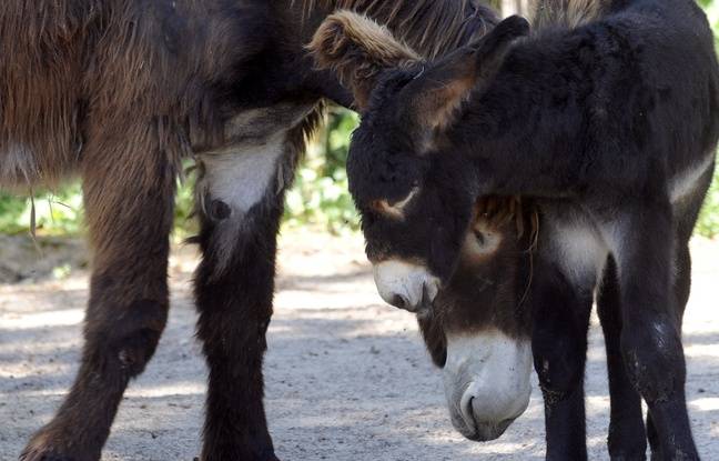 Charente-Maritime : Un ânon d’un jour retrouvé décapité et dépecé sur l’Île de Ré
