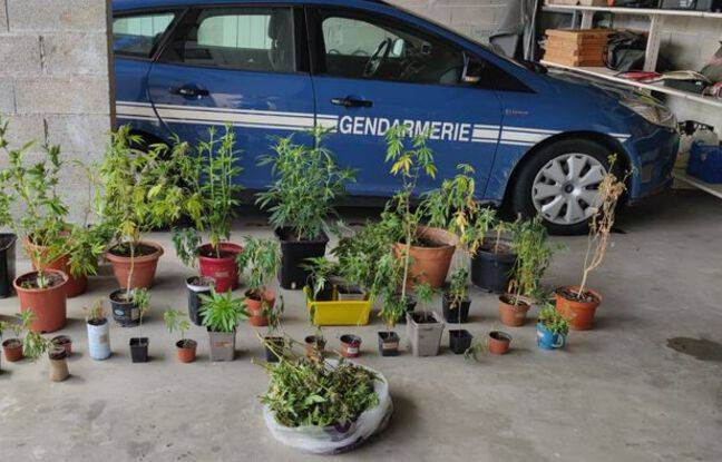 Gard : Chez un homme porté disparu, les gendarmes découvrent une culture de cannabis