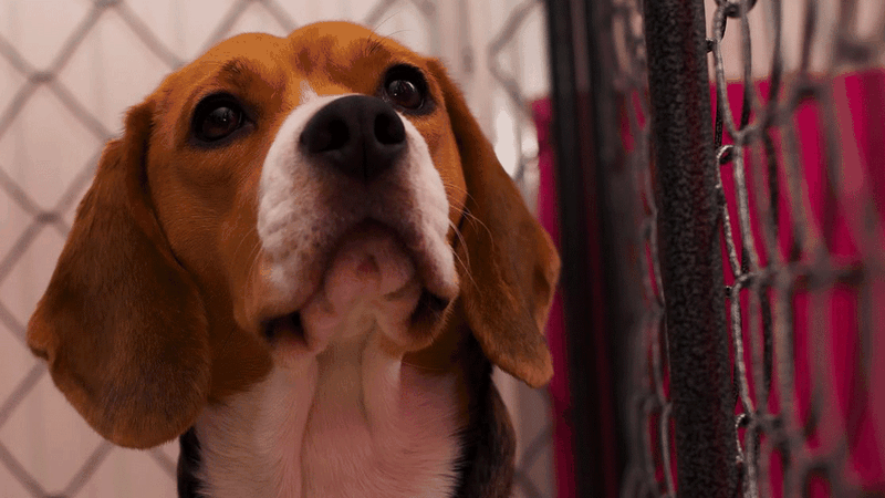 Paris: un homme de 22 ans placé en garde à vue pour avoir tué son chiot