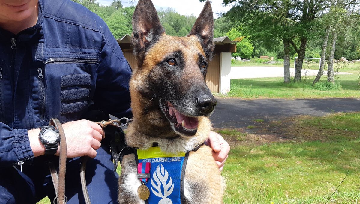 Un enfant de 2 ans retrouvé par la chienne des gendarmes
