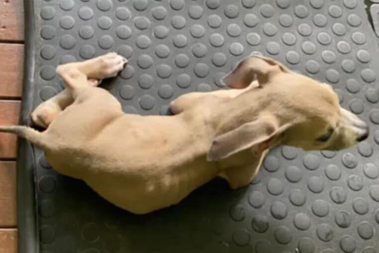 Justice : Ils imposaient un régime vegan à leurs chiots