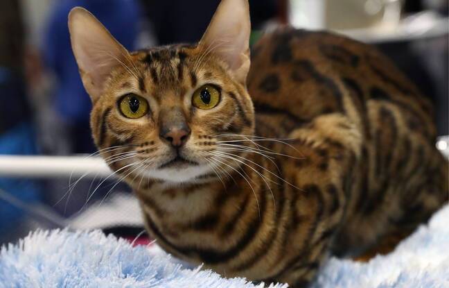 Tourcoing : Il retrouve son chat Bengale volé en vente sur Internet