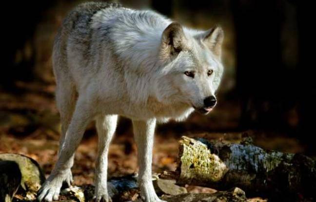 Alpes de Haute-Provence : Des loups attaquent et tuent un cheval à 300 mètres d’habitations