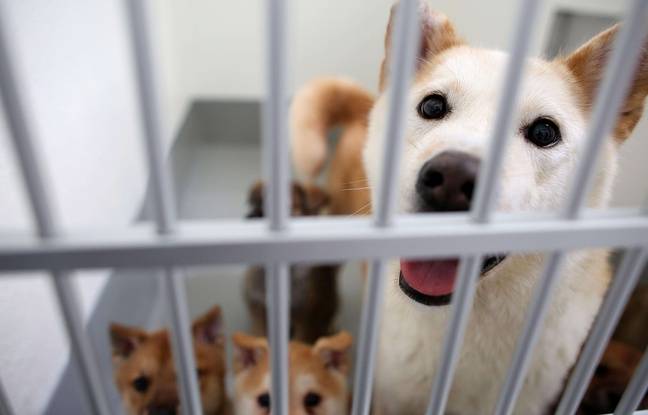 Strasbourg : Leurs propriétaires en vacances, six chiens et trois chiots découverts sans eau ni nourriture