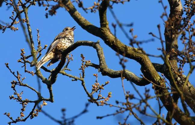 Côte-d’Or : Une femme tuée et deux personnes blessées par la chute d’une branche dans un parc