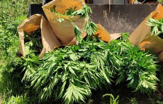 Nantes : Des policiers découvrent 141 pieds de cannabis sur un terrain vague à Saint-Herblain
