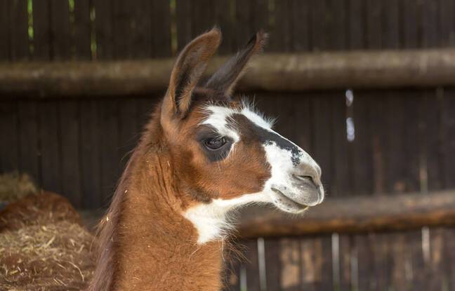 Haute-Savoie : Un éleveur sensibilise les randonneurs après la mort d’un lama ayant avalé du plastique