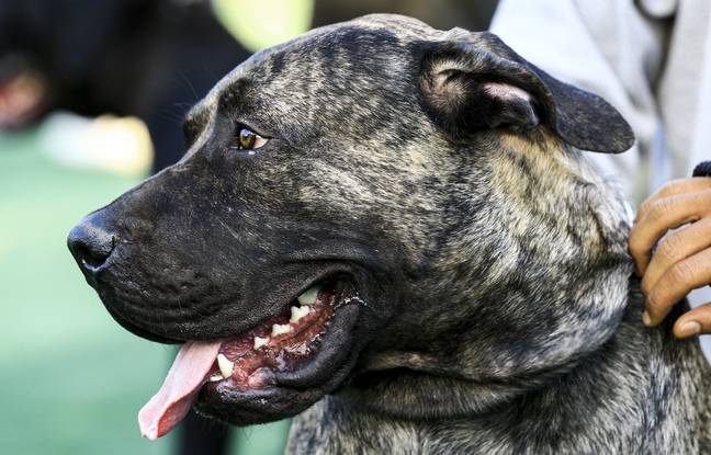 Pas-de-Calais : Un couple attaqué devant ses enfants par un pitbull