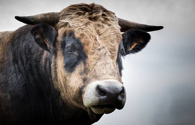 Gard : Un ado de 13 ans percuté et blessé par un taureau