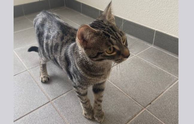 Strasbourg : Victime d’un malaise, un homme sauvé grâce aux miaulements de son chat