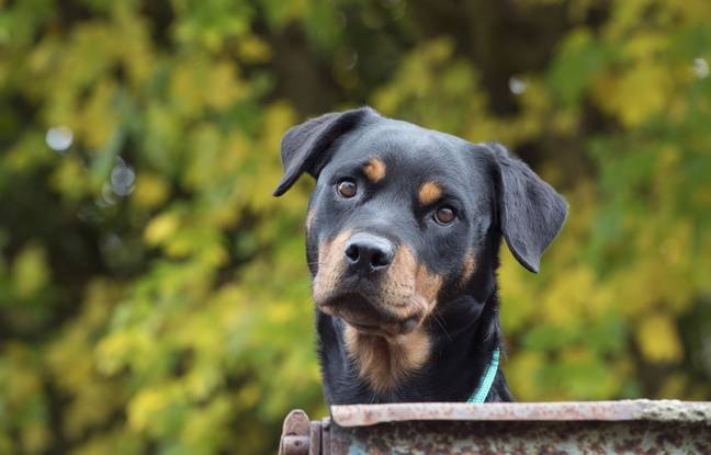 Ardennes : Un homme traîne ses deux chiens derrière sa voiture sur plusieurs centaines de mètres