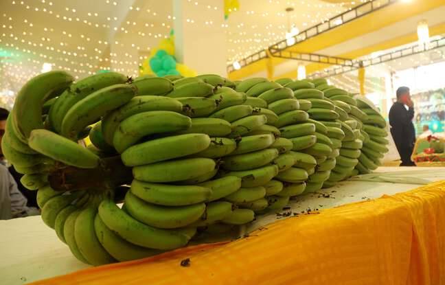 Nord : Environ 400 kg de cocaïne découverts au milieu des bananes