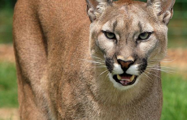 Etats-Unis : Une mère se bat à mains nues avec un puma pour sauver son fils de 5 ans
