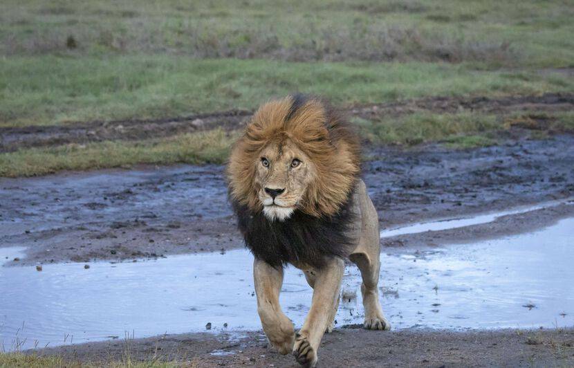 HORREUR : 3 enfants qui rentraient de l’école se font dévorer par des lions !