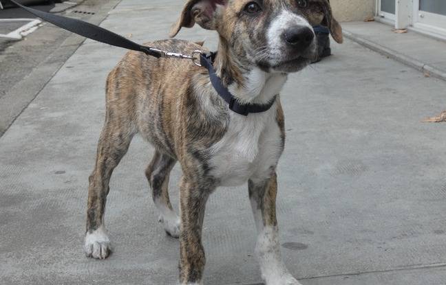 Pyrénées-Orientales : Un homme soupçonné d’avoir infligé des coups de pied et de poing à un chiot