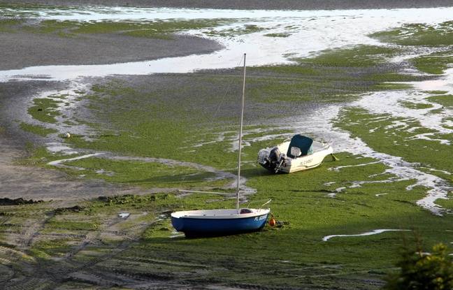 Finistère : Des pêcheurs d’ormeaux en infraction sanctionnés d’une lourde amende