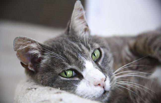 Vosges : Il retrouve sa chatte perdue il y a quatre ans en Italie