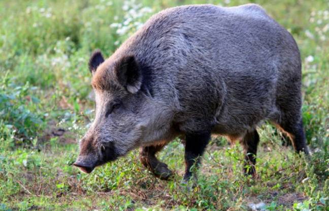 Pyrénées-Atlantiques : Le golf de Bidart ravagé par le passage de plusieurs sangliers