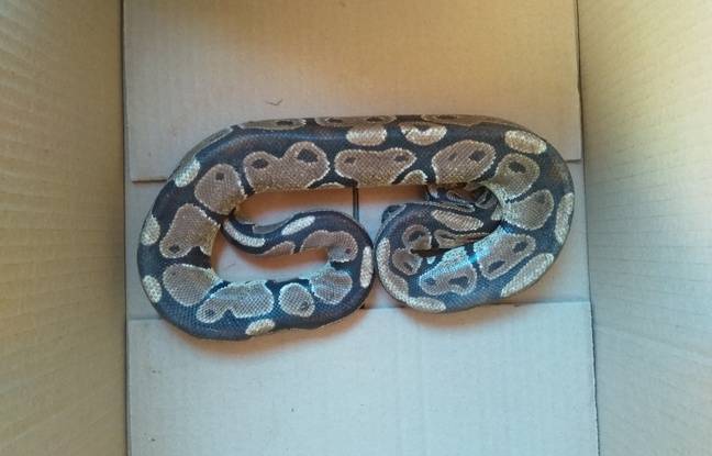 Gard : Les pompiers récupèrent un python royal qui errait dans les rues d’un village
