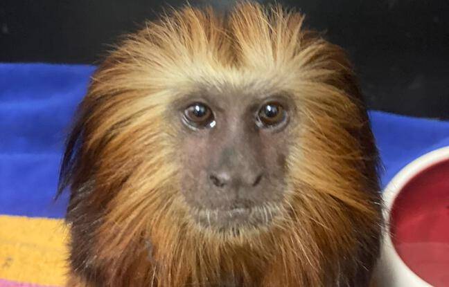 Marseille : Un singe tamarin volé à Paris découvert déambulant dans une école