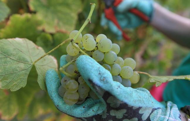 Var : Un vendangeur dans « un état très grave » après que son bras a été happé par une pompe à vendange