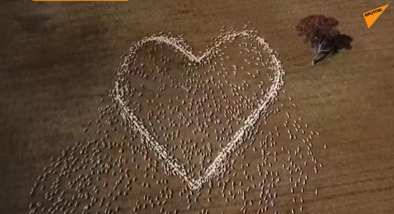 (VIDEO) Magnifique : un berger fait dessiner un immense cœur par son troupeau en hommage à un proche décédé