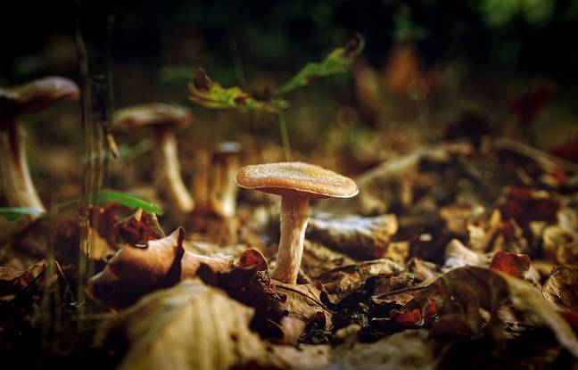 Hautes-Pyrénées : Un cueilleur de champignons passe la nuit perdu dans un bois près de Lourdes