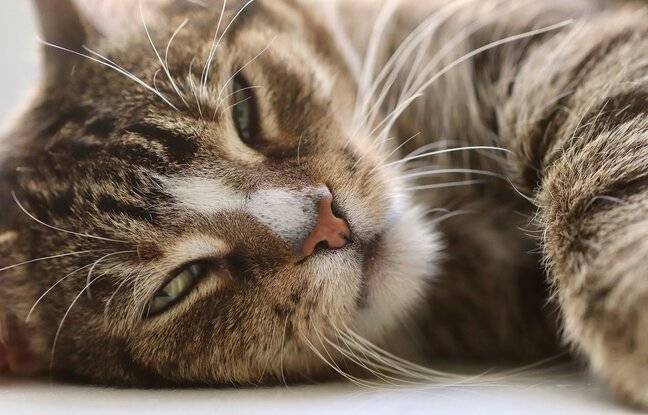 Seine-Maritime : Marius, le chat coincé après l’effondrement d’un immeuble à Dieppe a été sauvé