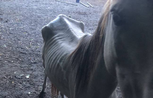 Gironde : Dix-huit chevaux vont être saisis pour maltraitance animale à la suite du dépôt de deux plaintes