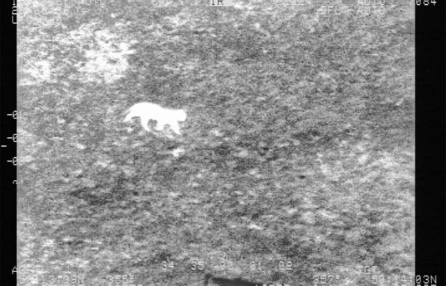 Pas-de-Calais : Recherches en cours pour retrouver un « grand félin » en balade