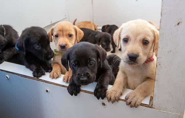 Strasbourg : Recherché par la police, il est surpris en train de vendre des chiots à la sauvette en plein centre-ville