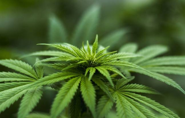 Drogue : Une tonne de cannabis saisie en région parisienne