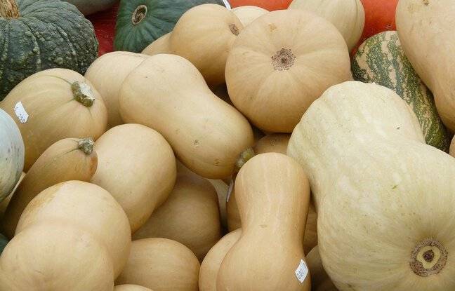 Isère : Plusieurs milliers de courges volées chez un couple de maraîchers en pleine nuit