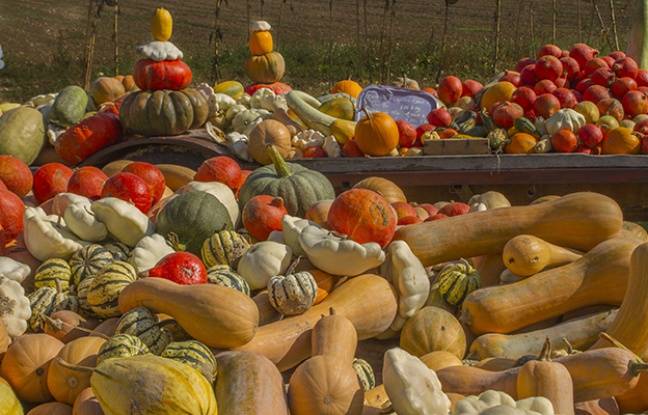 Isère: Une cagnotte en ligne récolte 13.000 euros pour aider des maraîchers victimes d’un vol