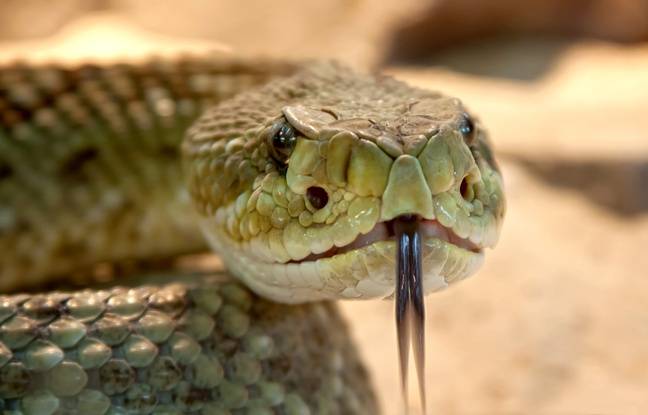 Antilles : Plus de 280 animaux saisis après le démantèlement d’un trafic de reptiles