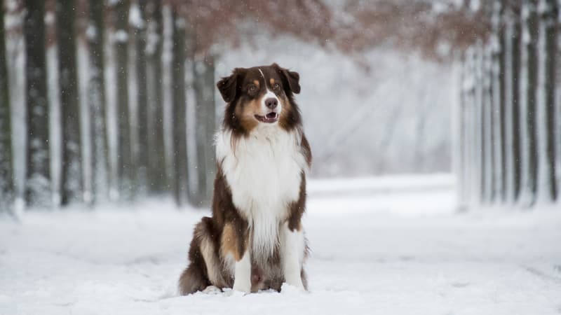 Somme: un maire prend un arrêté afin de réduire les aboiements de chiens