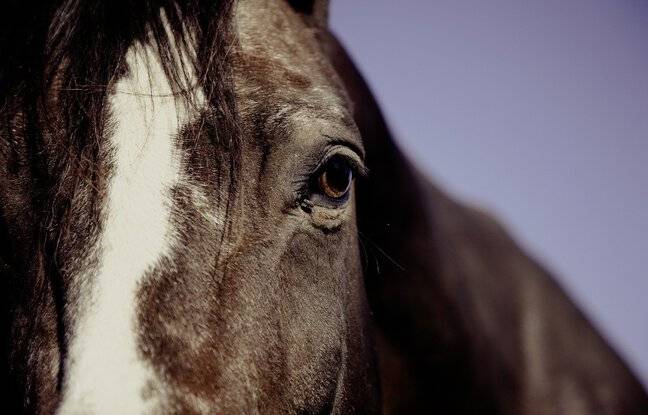Loire-Atlantique : Un scootériste grièvement blessé après une collision avec un cheval