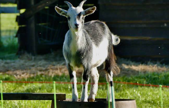Lot-et-Garonne : Une chèvre d’un parc animalier mutilée à mort