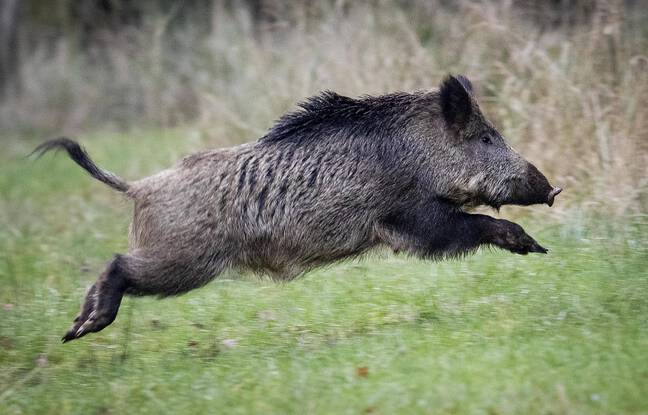 Oise : Une voiture percute des sangliers, huit animaux tués sur le coup