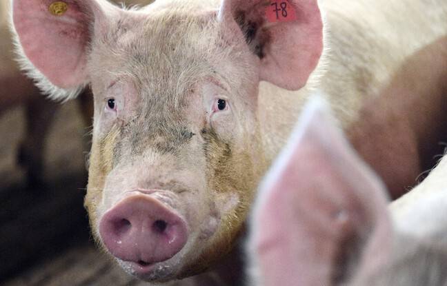 Sarthe : Environ 150 porcelets périssent dans un incendie