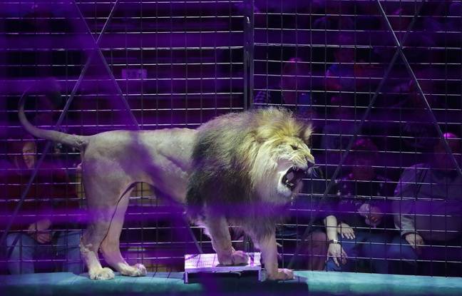 Seine-Marne : Deux statues de lions en bronze volées sur le caveau de la famille Bouglione